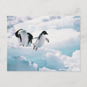 Adelie Pinguine (pygoscelis adeliae) Antarktis Postkarte