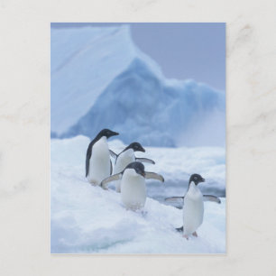 Adelie-Pinguine (Pygoscelis adeliae) auf Eis, Postkarte