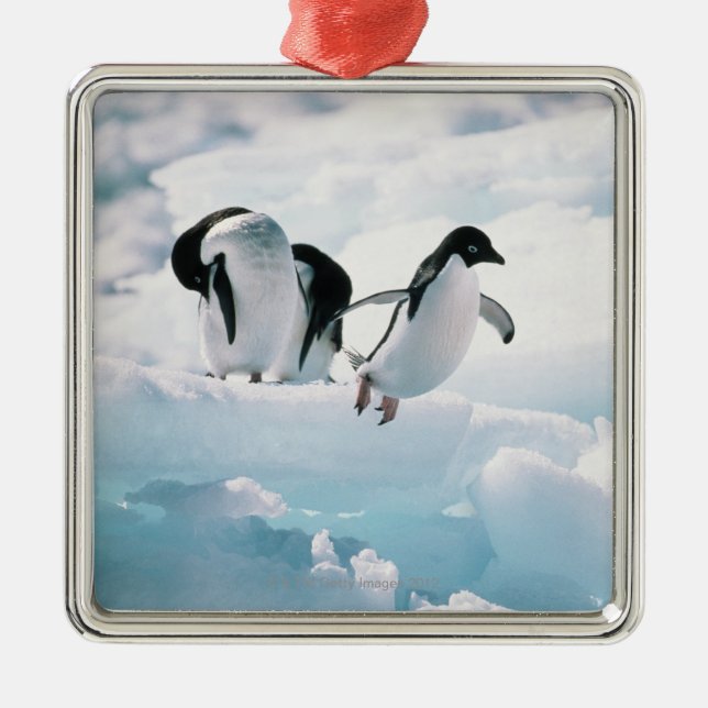 Adelie-Pinguine (Pygoscelis adeliae) die Antarktis Silbernes Ornament (Vorne)