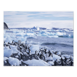 Adelie-Pinguine Pygoscelis adeliae Fotodruck