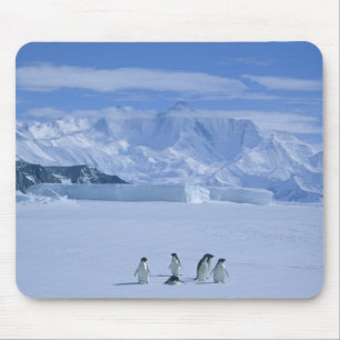 Adelie-Pinguine, Pygoscelis adeliae), Mousepad