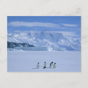 Adelie-Pinguine, Pygoscelis adeliae), Postkarte