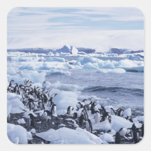 Adelie Pinguine Pygoscelis adeliae Quadratischer Aufkleber