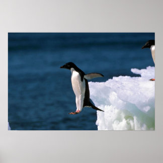 Adelie Pinguine springen von einem Eisberg Poster