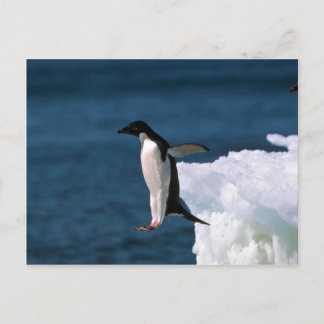 Adelie Pinguine springen von einem Eisberg Postkarte