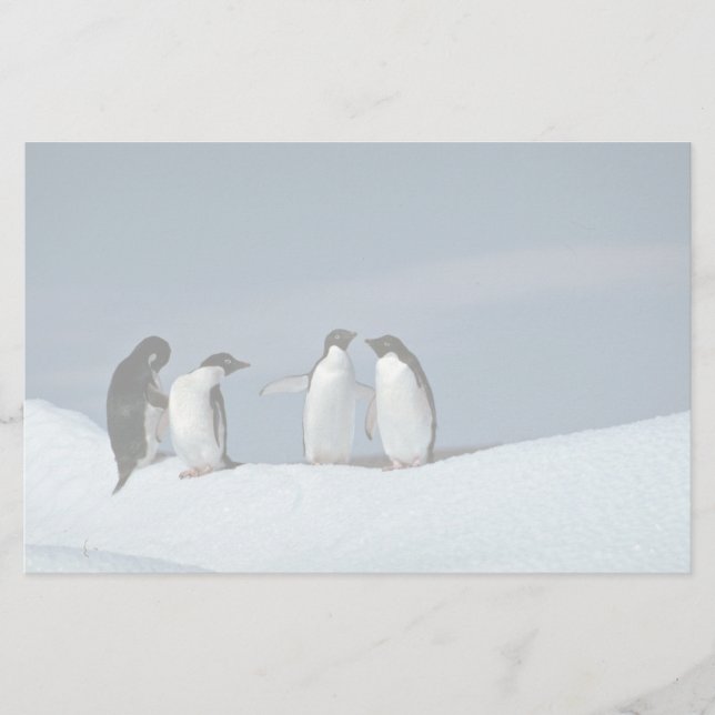 Adelite Pinguine, die Antarktis Briefpapier (Vorderseite)