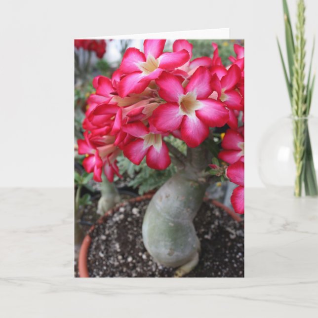 Adenium notecard karte (Vorderseite)
