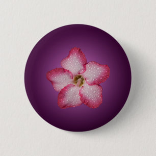 Adenium Pink Blume Flora Gradient Violett Button