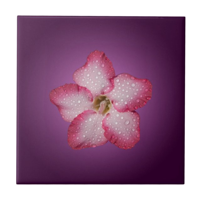 Adenium Pink Blume Flora Gradient Violett Fliese (Vorderseite)