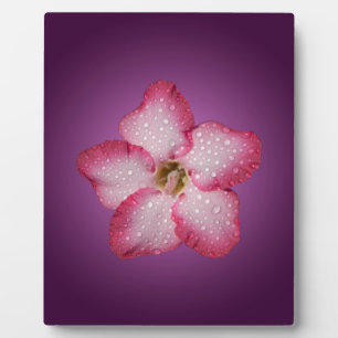 Adenium Pink Blume Flora Gradient Violett Fotoplatte