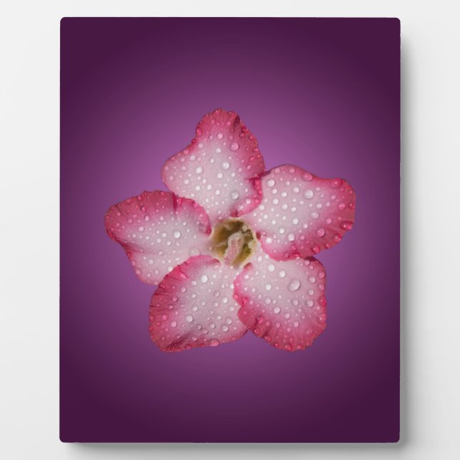 Adenium Pink Blume Flora Gradient Violett Fotoplatte (Vorderseite)