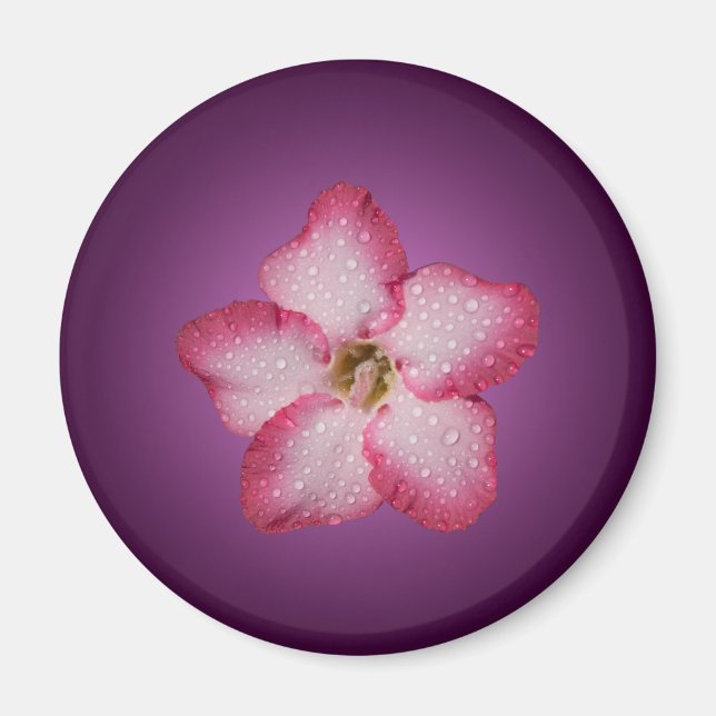 Adenium Pink Blume Flora Gradient Violett Magnet (Vorne)