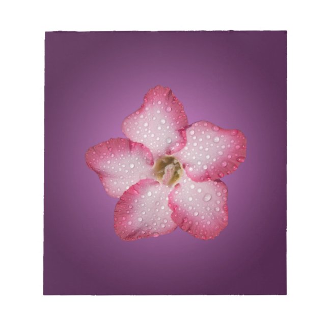 Adenium Pink Blume Flora Gradient Violett Notizblock (Vorderseite)