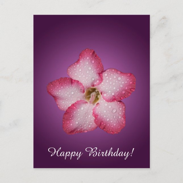 Adenium Pink Blume Flora Gradient Violett Postkarte (Vorderseite)