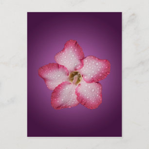 Adenium Pink Blume Flora Gradient Violett Postkarte