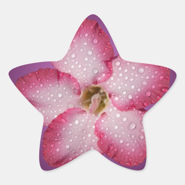Adenium Pink Blume Flora Gradient Violett Stern-Aufkleber (Vorderseite)