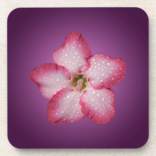 Adenium Pink Blume Flora Gradient Violett Untersetzer