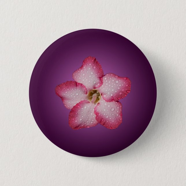 Adenium rosa Blüten Flora Gradient violett Button (Vorderseite)