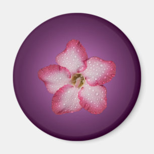 Adenium rosa Blüten Flora Gradient violett Magnet