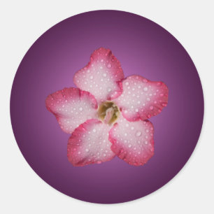 Adenium rosa Blütenflora Gradient Violett Runder Aufkleber