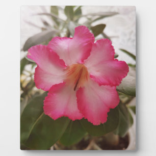 Adenium rosa weiße Blume Blütengraden Fotoplatte