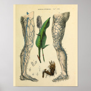 Ader-Bein-Fuß-Vintager Anatomie-Kunst-Druck Poster