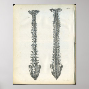 Adern der Wirbelsäule Druck Poster