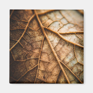 Adern des Herbstes Magnet