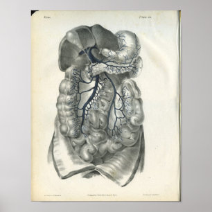 Adern von Bauchorganen Anatomie Druck Poster