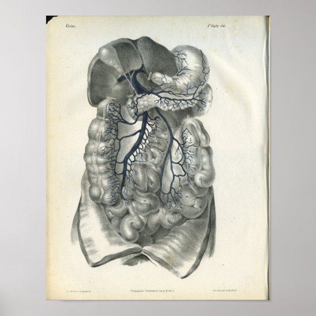 Adern von Bauchorganen Anatomie Druck Poster (Vorne)