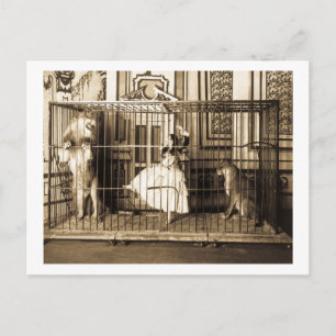 Adgie und ihre ausgebildeten Löwen1897 Postkarte