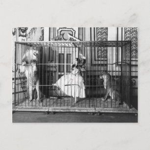Adgie und ihre dressierten Löwen Zirkus Vintage 18 Postkarte