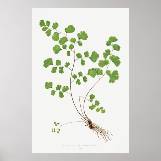 Adiantum Capillus-Veneris (Southern Maidenhair Fer Poster (Vorne)