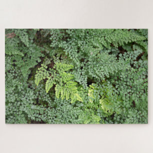 Adiantum Venustum - Immergrüner Frauenhaarfarn ode Puzzle