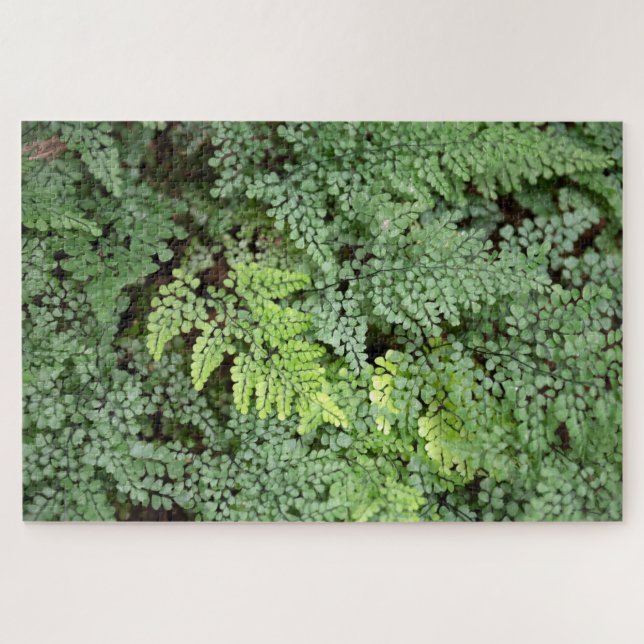 Adiantum Venustum - Immergrüner Frauenhaarfarn ode Puzzle (Horizontal)