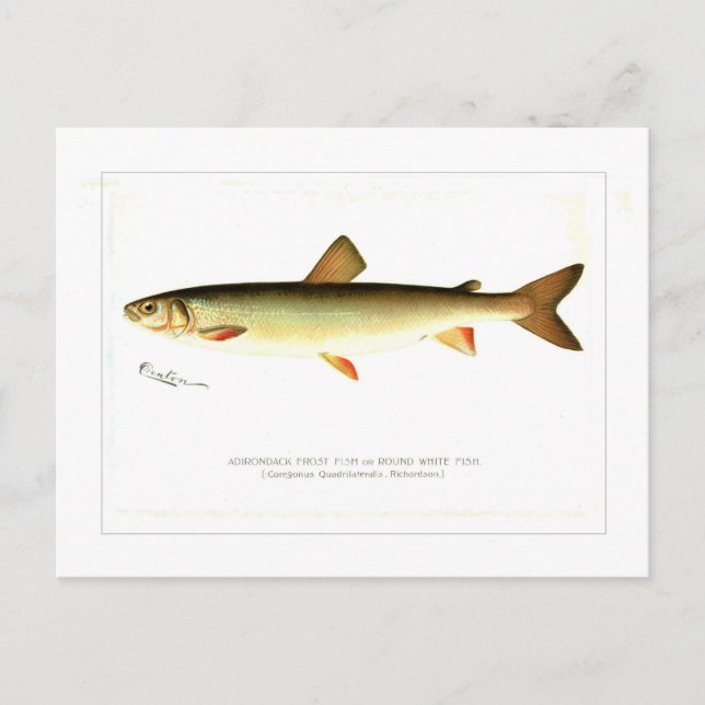 Adirondack Frostfisch Postkarte (Vorderseite)