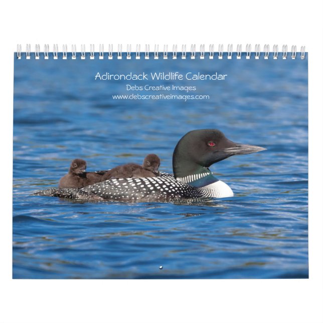 Adirondack Wildlife 2026 Kalender (Titelbild)