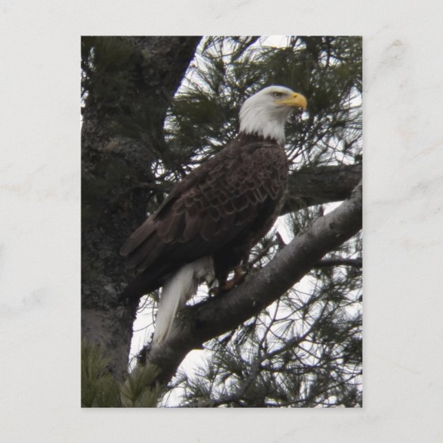 Adler 10 postkarte (Vorderseite)