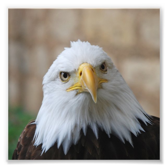 Adler_2015_0201 Fotodruck (Vorne)