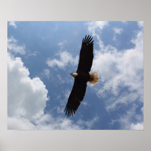 Adler 2025 poster