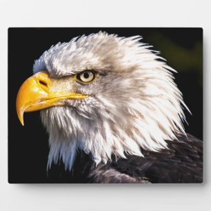 Adler 2 fotoplatte
