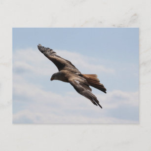 Adler am Himmel Postkarte
