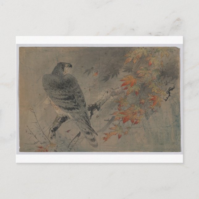 Adler auf einer Ahornzweigung Postkarte (Vorderseite)