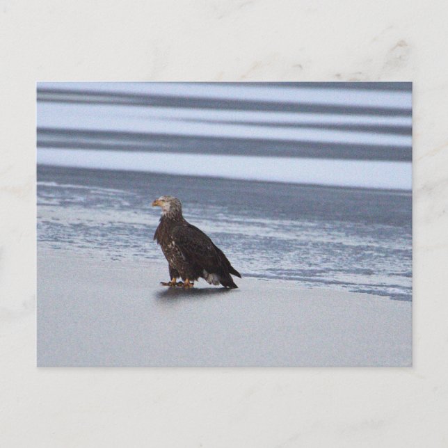 Adler auf gefrorenem See Grußkarte Postkarte (Vorderseite)