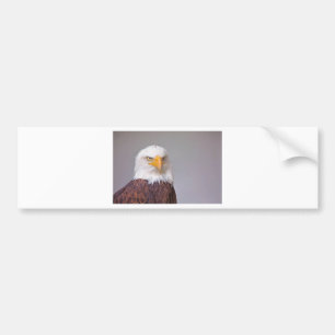 Adler Autoaufkleber