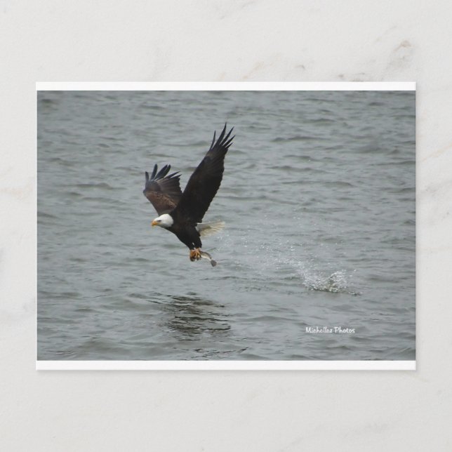 Adler, der einen Fisch fängt Postkarte (Vorderseite)