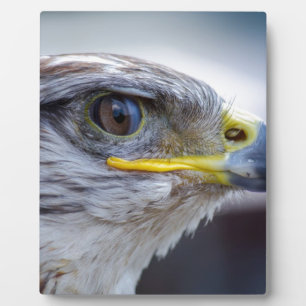 Adler Fotoplatte