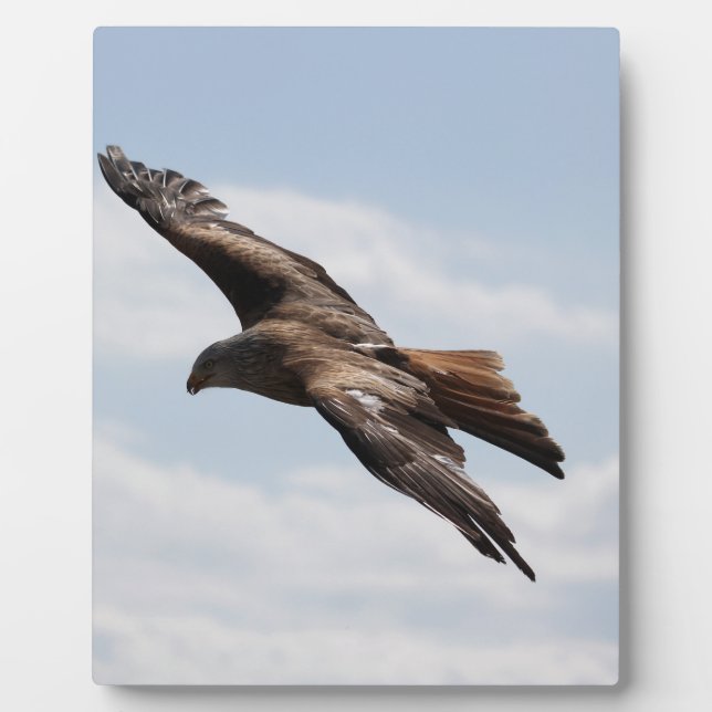 Adler Fotoplatte (Vorderseite)