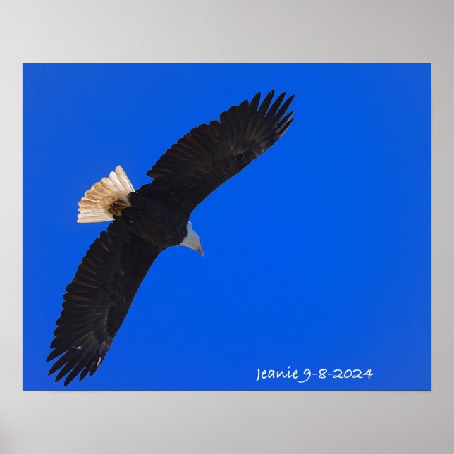 Adler gegen einen blauen Himmel Poster (Vorne)