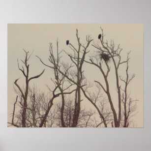 Adler im Baumposter Poster